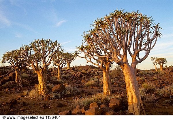 Aloe Dichotoma. Erbeben Sie Bäume. Namibia.