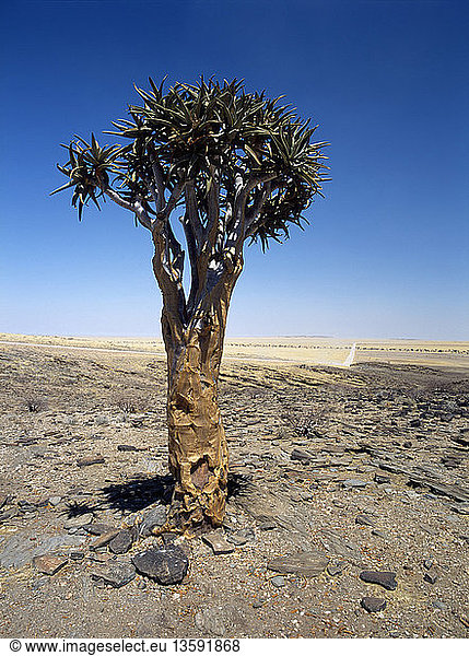 Aloe dichotoma  Quiver tree