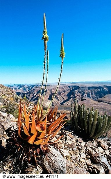 Aloe Gariepensis (Familie Affodillgewächse) und Euphorbia Virosa (Familie Euphorbiaceae). Fischfluss Canyon. Namibia
