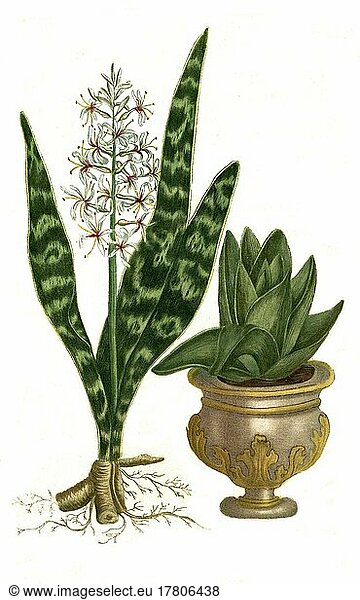 Aloe granensis radice genculata  Aloe americana levis  eine Pflanzenart der Gattung der Aloen  Historisch  digital restaurierte Reproduktion einer Vorlage aus dem 19. Jahrhundert