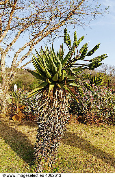 Aloe-Pflanze (Aloe)  Kwazulu-Natal  Südafrika  Afrika