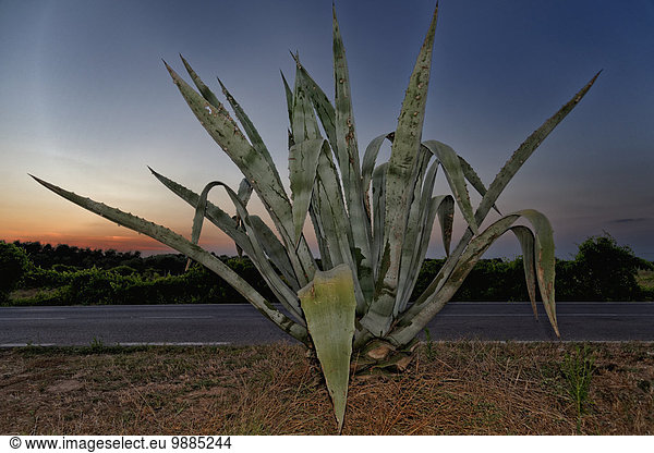 Aloe-Pflanze am Straßenrand in der Abenddämmerung