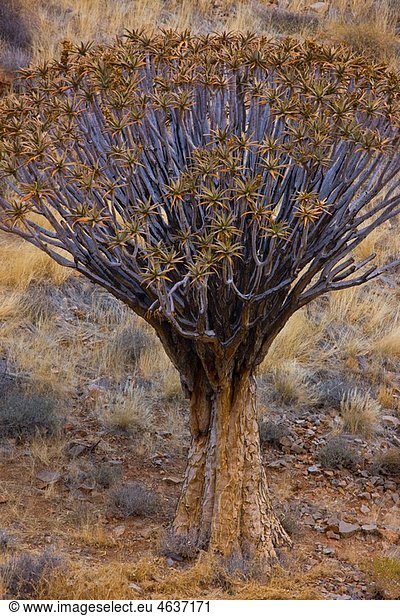 Aloe. Quivertree. Aloe dichotoma. Naukluft Mountains. Namib Nauflut National Park. Namibia. Africa.