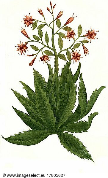 Aloe serrata major umbellifera  eine Pflanzenart der Gattung der Aloen  Historisch  digital restaurierte Reproduktion einer Vorlage aus dem 19. Jahrhundert