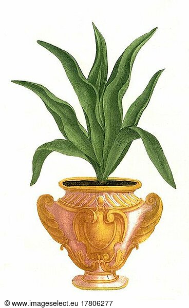 Aloe tuberosa levis  eine Pflanzenart der Gattung der Aloen  Historisch  digital restaurierte Reproduktion einer Vorlage aus dem 19. Jahrhundert