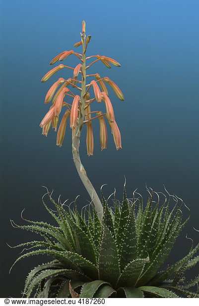 Aloe Vera  Blüte  Heilpflanze  medizinische Verwendung