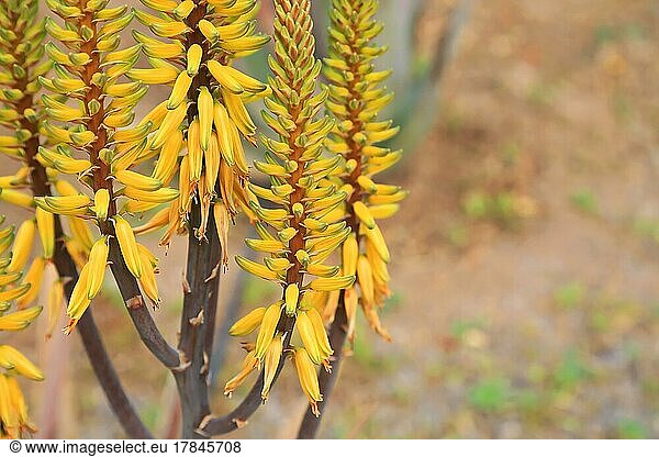 Aloe Vera im Blütenstand in freier Natur