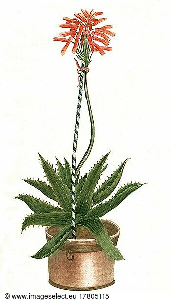 Aloe vera minor  eine Pflanzenart der Gattung der Aloen  Historisch  digital restaurierte Reproduktion einer Vorlage aus dem 19. Jahrhundert