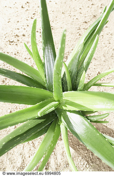 Aloe Vera-Pflanze