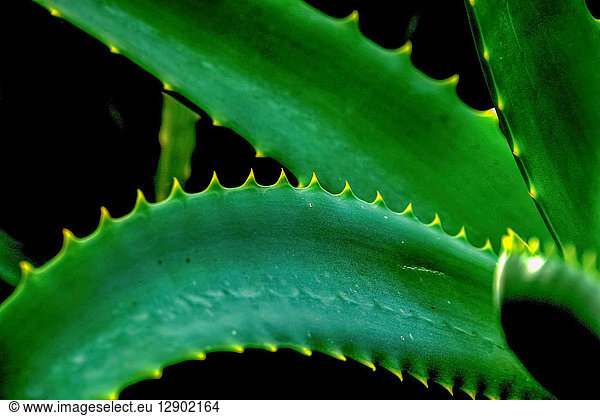Aloe Vera-Pflanze