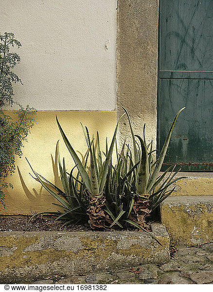 Aloe vera plant along cobble stone street