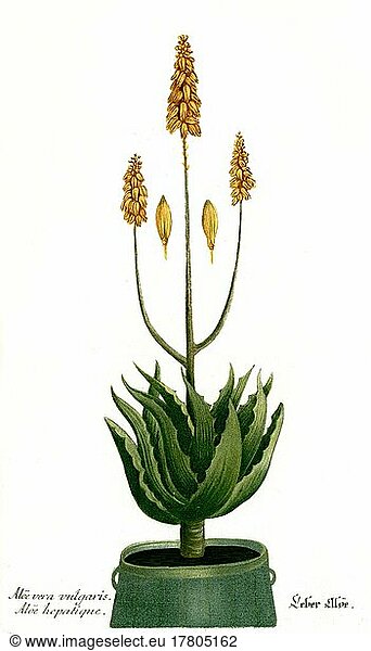 Aloe vera vulgaris  eine Pflanzenart der Gattung der Aloen  Historisch  digital restaurierte Reproduktion einer Vorlage aus dem 19. Jahrhundert