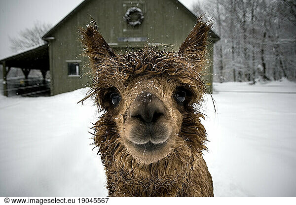 Alpaca portrait in snowfall  Maine  New England.