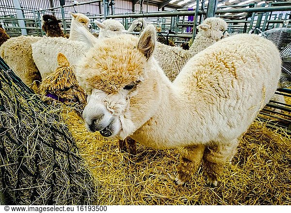 Alpacas in a holding pen waiting their turn to be judged at a championship show in Lanark  Scotland.