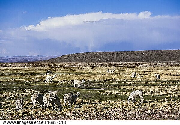 Alpakas in der Pampa Canahuas  Colca-Schlucht  Peru