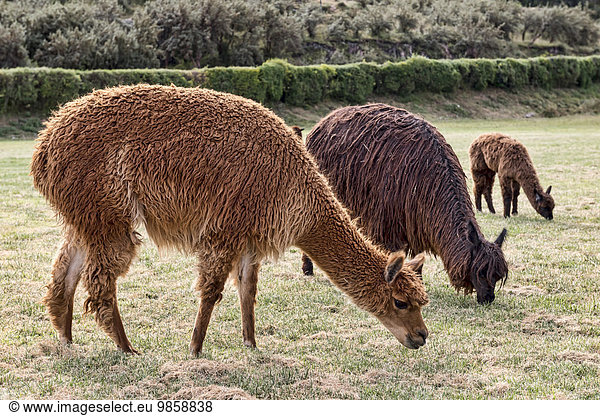 Alpakas (Vicugna pacos) grasen auf saftiger Wiese  bei Cusco  Peru  Südamerika