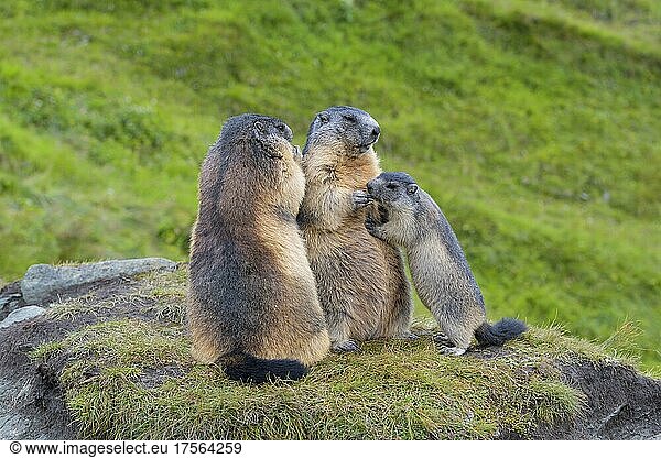 Alpenmurmeltier (Marmota marmota)  zwei adulte Tiere mit Jungtieren  Nationalpark Hohe Tauern  Österreich  Europa