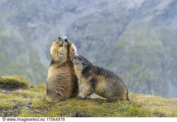 Alpenmurmeltier (Marmota marmota)  zwei adulte Tiere  Nationalpark Hohe Tauern  Österreich  Europa