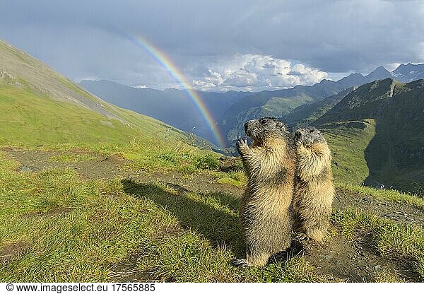 Alpenmurmeltier (Marmota marmota)  zwei stehende Tiere mit Regenbogen  Nationalpark Hohe Tauern  Österreich  Europa