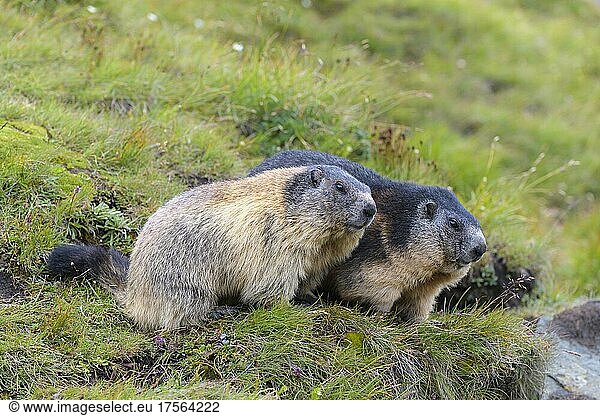 Alpenmurmeltier (Marmota marmota)  zwei Tiere  Nationalpark Hohe Tauern  Österreich  Europa