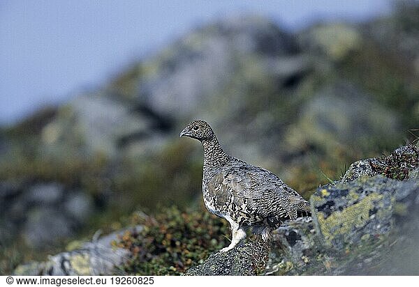 Alpenschneehuhn (Lagopus)  Weibchen wechselt sein Gefieder vom Sommerkleid zum Winterkleid  Rock Ptarmigan female change his feathers from summer dress to winter plumage (Snow Chicken) mutus