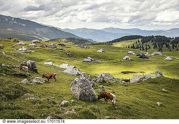 Alpensiedlung mit Hirtenhäusern und Kühen