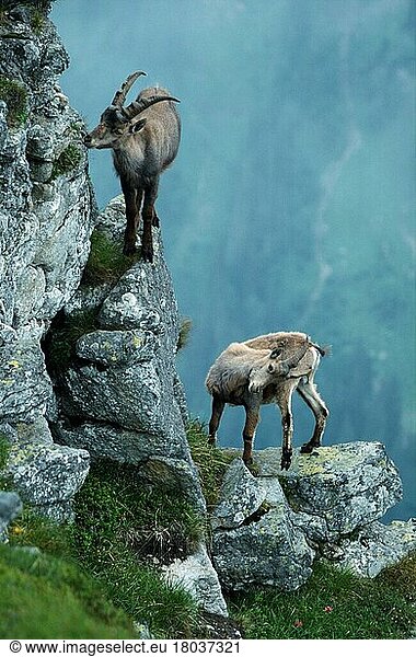 Alpensteinböcke (Capra ibex)  Paar  Niederhorn  Alpen  Schweiz  Europa