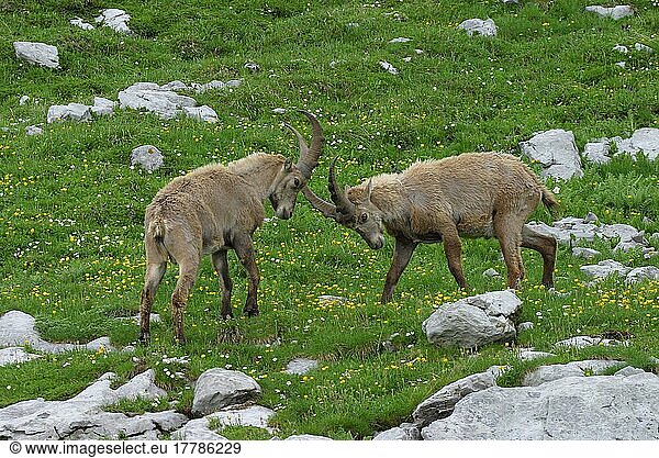 Alpensteinbock  Alpen-Steinbock  Alpensteinböcke (Capra ibex)  Steinbock  Steinböcke  Ziegenartige  Huftiere  Paarhufer  Säugetiere  Tiere  Ibex Young males fighting French Alps