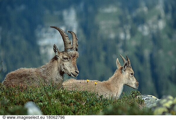 Alpensteinbock (Capra ibex) () () (alps) (Europa) (Gebirge) (mountains) (animals) (Säugetiere) (mammals) (Huftiere) (hoofed animals) (hufer) (cloven-hoofed animals) (Wildziegen) (wild goats) (außen) (outdoor) (seitlich) (adult) (liegen) (lie) (lying) (Entspannung) (relaxing) (ruhen) (resting) (couple) (zwei) (two) (Querformat) (horizontal) (männlich) (male) (weiblich) (female)  Paar  Schweiz  Europa