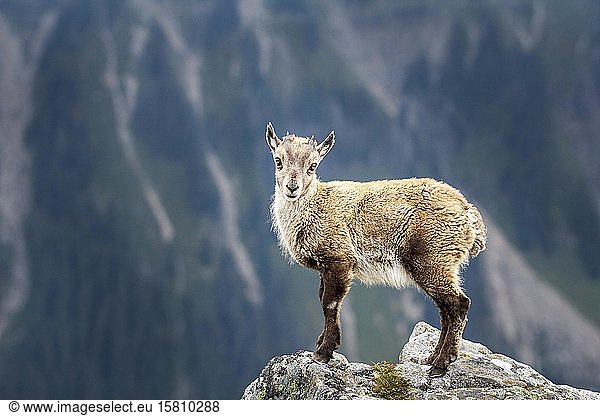 Alpensteinbock (Capra ibex)  Jungtier  Berner Oberland  Schweiz  Europa