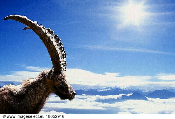 Alpensteinbock (Capra ibex)  männlich  vor den Alpen