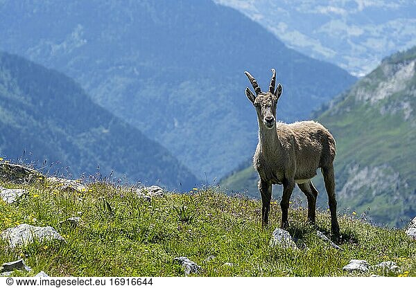 Alpensteinbock (Capra ibex)  Mont-Blanc-Massiv  Chamonix  Frankreich  Europa