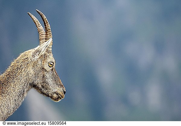 Alpensteinbock (Capra ibex)  Tierporträt  Berner Oberland  Schweiz  Europa
