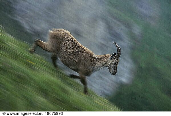 Alpensteinbock (Capra ibex)  weiblich  laufend  rennt bergab (Europa) (Gebirge) (mountains) (animals) (außen) (outdoor) (seitlich) (side) (adult) (laufen) (rennen) (Querformat) (horizontal) (Säugetiere) (mammals) (Huftiere) (hoofed animals) (cloven-hoofed animals) (Paarhufer) (Wildziegen) (wild goats) (bewegungsunscharf) (blurred_motion)