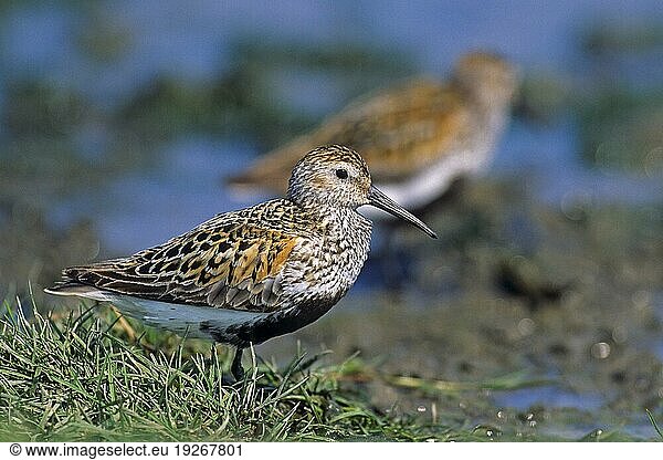 Alpenstrandläufer (Calidris alpina)  das Gelege besteht in der Regel aus 4 Eiern (Foto Altvögel im Brutkleid)  Dunlin  the female lays usually 4 eggs (Photo adult birds in breeding plumage)
