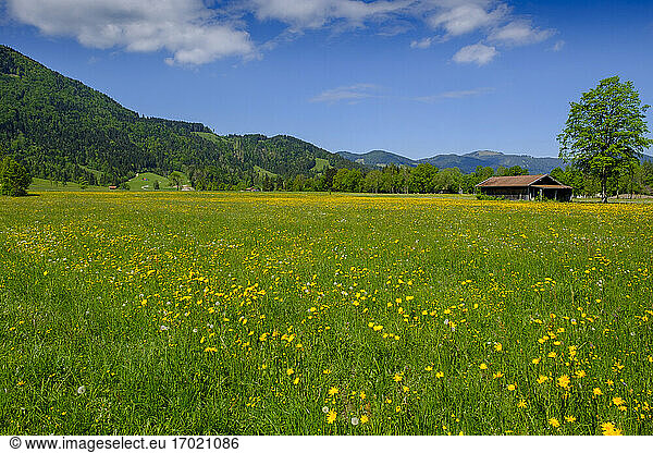 Alpenwiese im Frühling