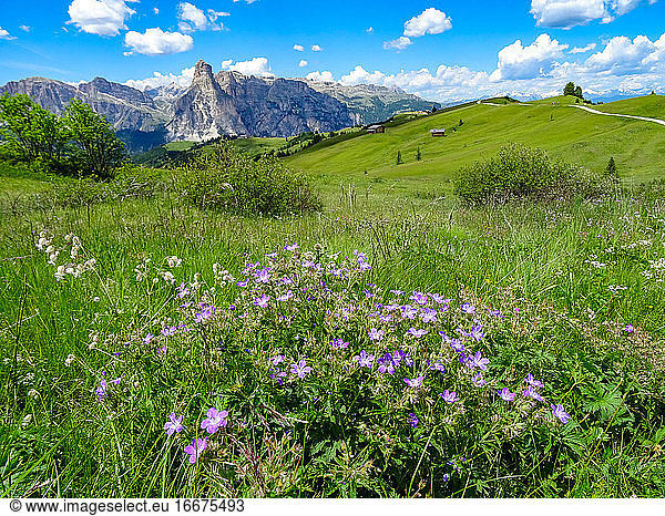 Alpine flowers flourish in the strong summers sunshine on the hi