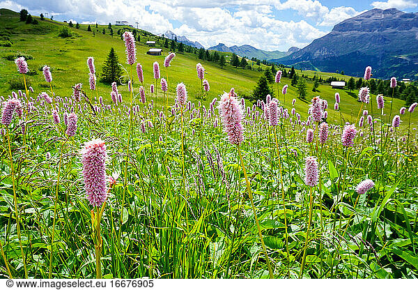 Alpine flowers flourish in the sunshine on the hills around Livigno
