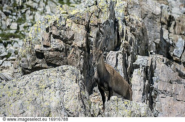Alpine Ibex (Capra ibex) camouflaged in rock  Mont Blanc massif  Chamonix  France  Europe