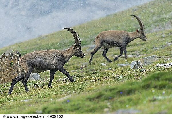 Alpine Ibex (Capra ibex)  ibex  mountain  Alps  Hohe Tauern National Park  Austria  Europe