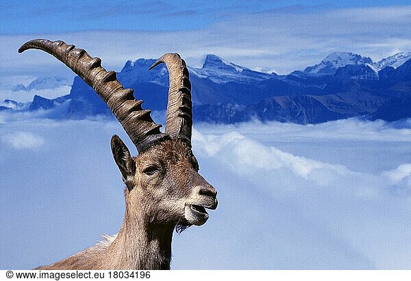 Alpine Ibex  male  in front of the Alps  Alpensteinbock (Capra ibex)  männlich  vor Alpen (Europa) (Gebirge) (Berge) (mountains) (animals) (außen) (outdoor) (Kopf) (head) (Porträt) (portrait) (adult) (Querformat) (horizontal) (Säugetiere) (mammals) (cloven-hoofed animals) (Paarhufer) (Huftiere) (hoofed animals) (Wildziegen) (wild goats)