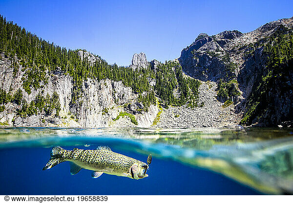 Alpine Lakes fishing