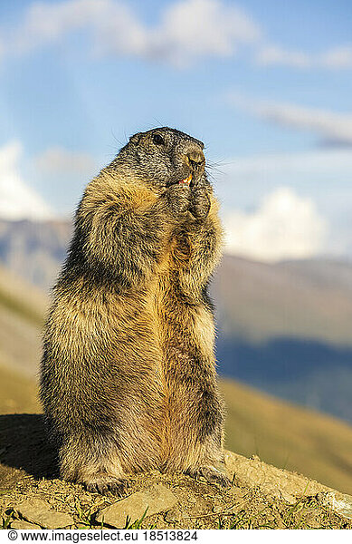 Alpine Marmot eating food on sunny day