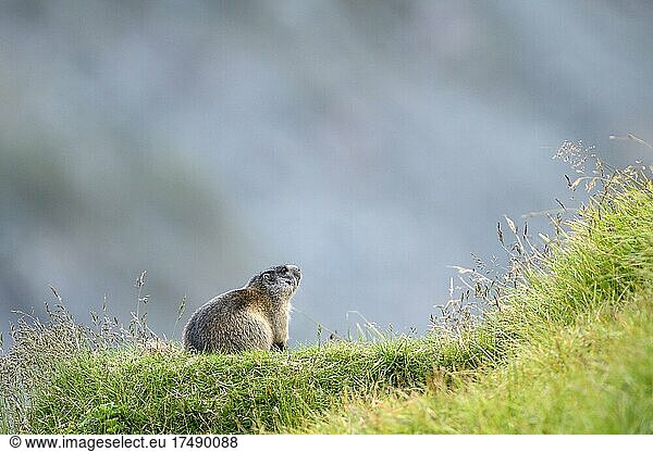 Alpine marmot (Marmota marmota)  attentive  Hohe Tauern National Park  Carinthia  Austria  Europe