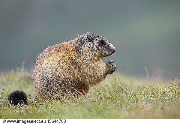 Alpine Marmot (Marmota marmota)  eating  Hohe Tauern National Park  Austria  Europe