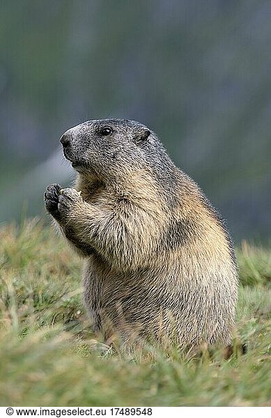 Alpine marmot (Marmota marmota)  foraging  feeding  Hohe Tauern National Park  Carinthia  Austria  Europe