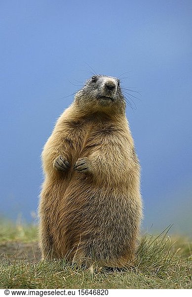 Alpine Marmot (Marmota marmota)  Hohe Tauern National Park  Austria  Europe