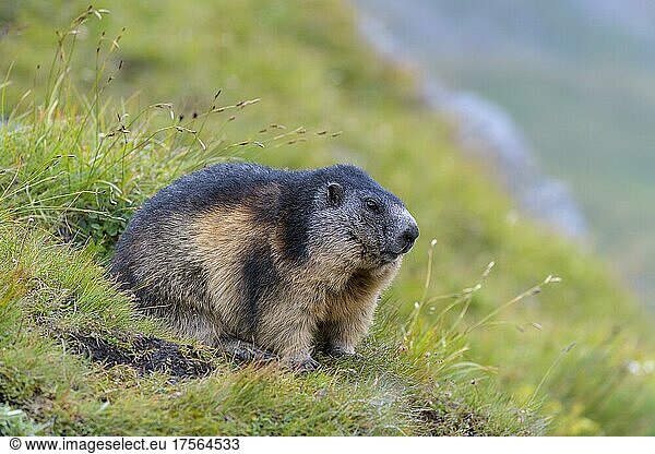 Alpine Marmot (Marmota marmota)  Hohe Tauern National park  Austria  Europe