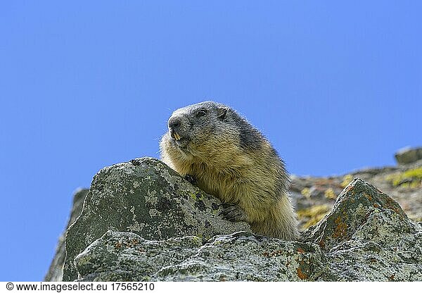 Alpine Marmot (Marmota marmota)  Hohe Tauern National park  Austria  Europe