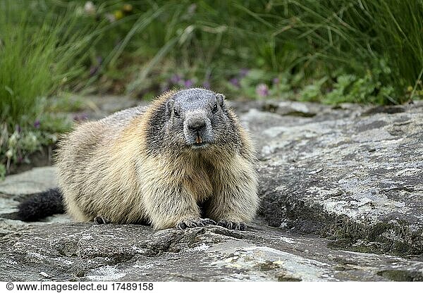 Alpine marmot (Marmota marmota)  Hohe Tauern National Park  Carinthia  Austria  Europe